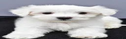 Maltese dogs for sale: Charlie - Ad 7