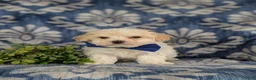 Maltipoo dogs for sale: Laim 7 lbs Full Grown - Ad 7
