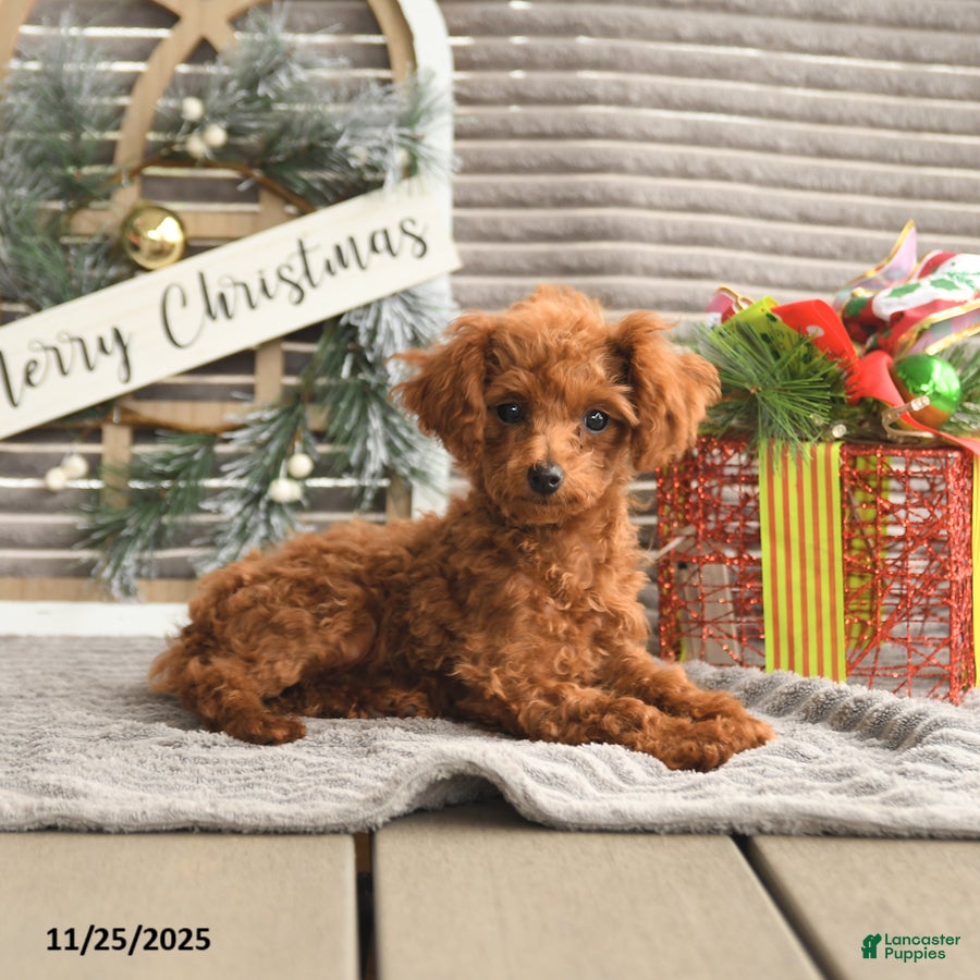Toy Poodle dogs Rosie - Ad 6