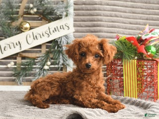 Toy Poodle dogs Rosie - Ad 23