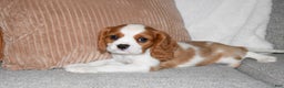 Cavalier King Charles Spaniel dogs for sale: Mack - Ad 9