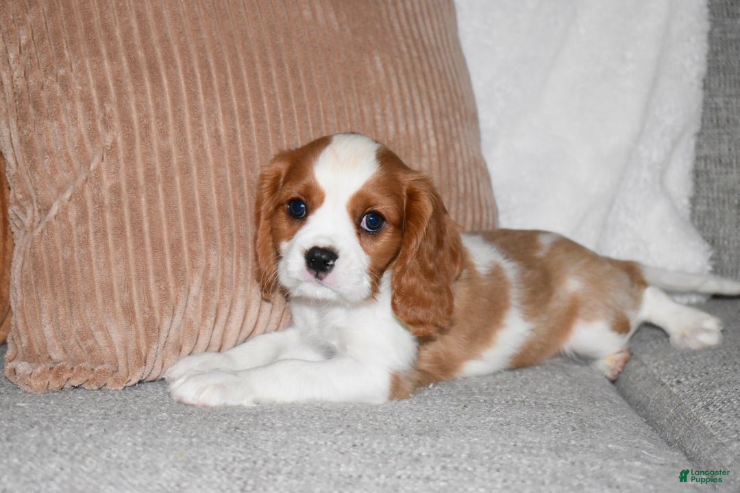 Cavalier King Charles Spaniel dogs for sale: Mack - Ad 9