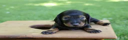 Miniature Dachshund dogs for sale: Mini Dachshund: Eric - Ad 10