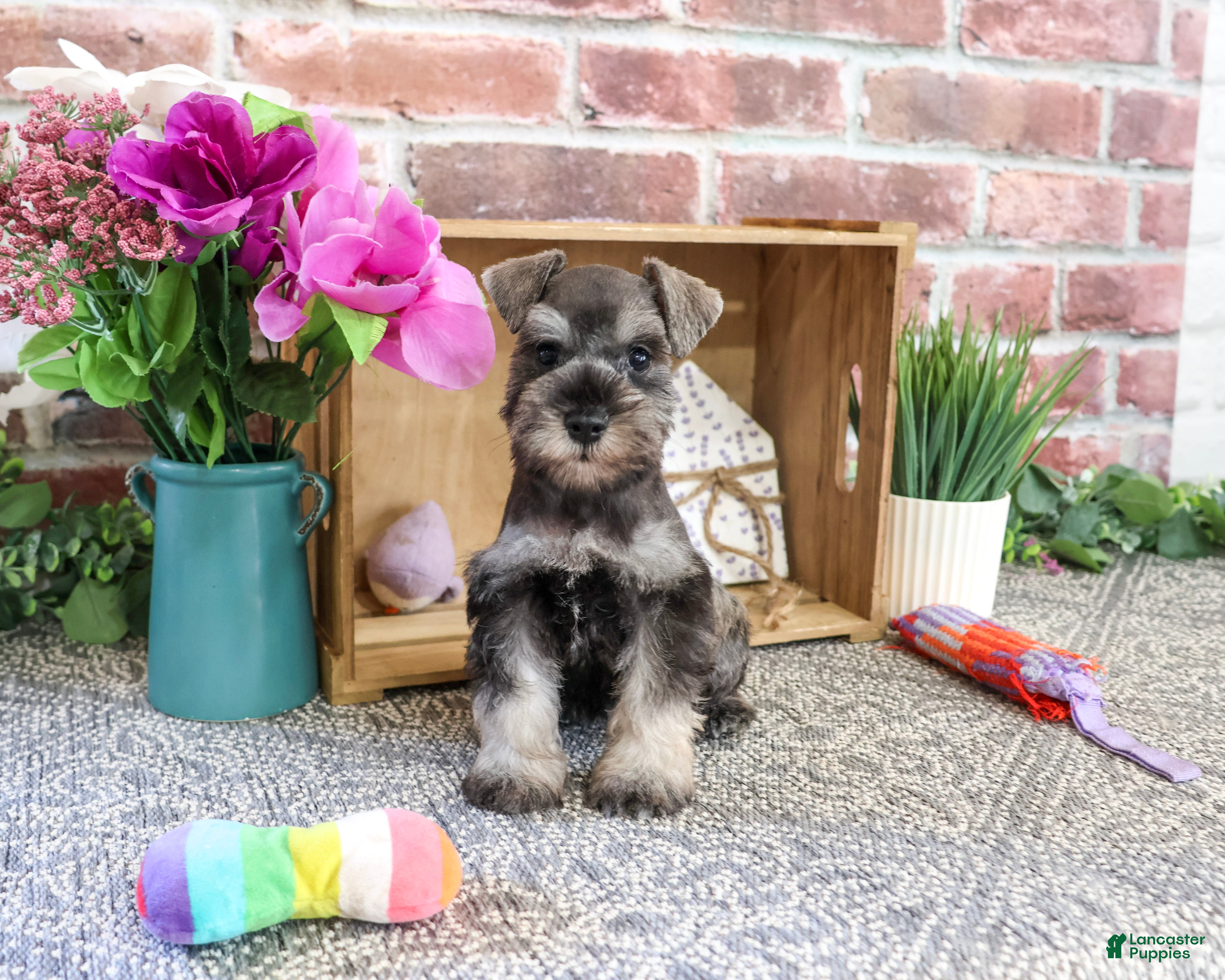 Miniature Schnauzer dogs Winter - Ad 2