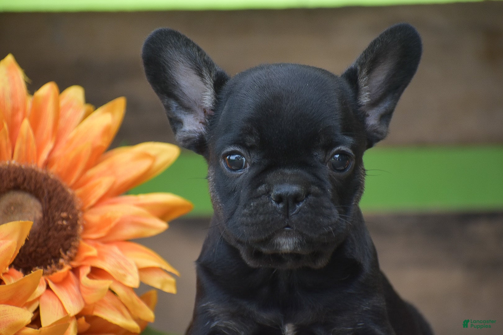 French Bulldog dogs Percy - Ad 2