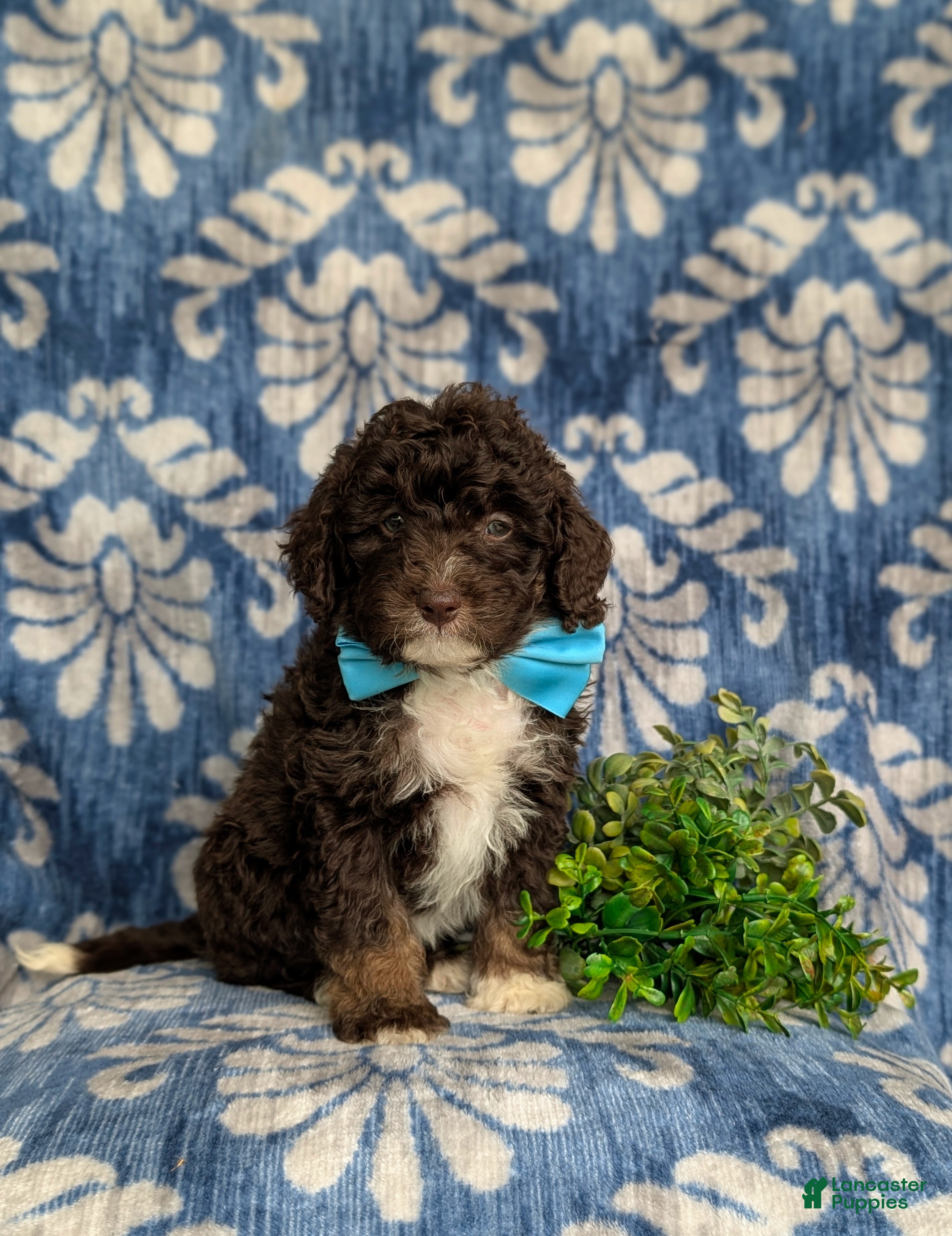 Mini Bernedoodle dogs Quenton Hypoallergenic - Ad 1