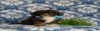 Quenton Hypoallergenic