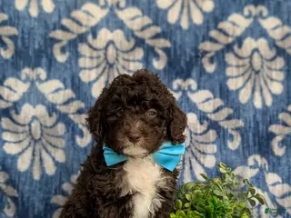 Mini Bernedoodle dogs for sale: Quenton Hypoallergenic - Ad 2