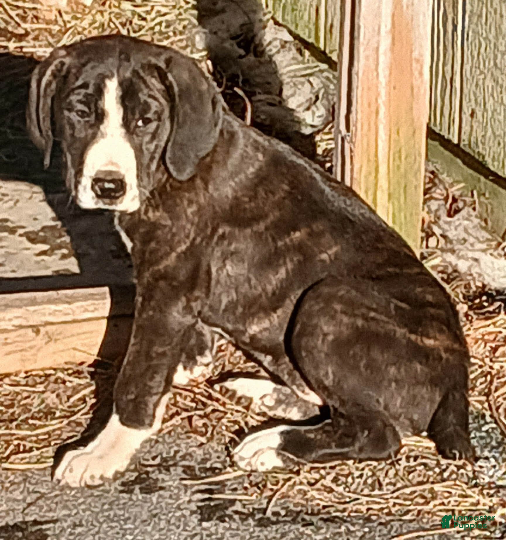 Mountain Cur dogs Mountain Cur Puppy 2 - Ad 2