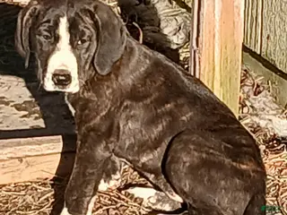 Mountain Cur dogs Mountain Cur Puppy 2 - Ad 2