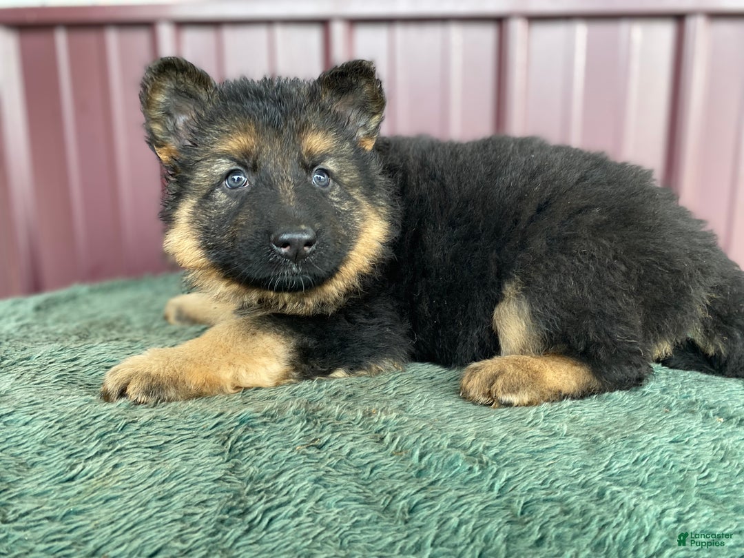 German Shepherd dogs for sale: German Shepherd Puppy 2 Trixie - Ad 2