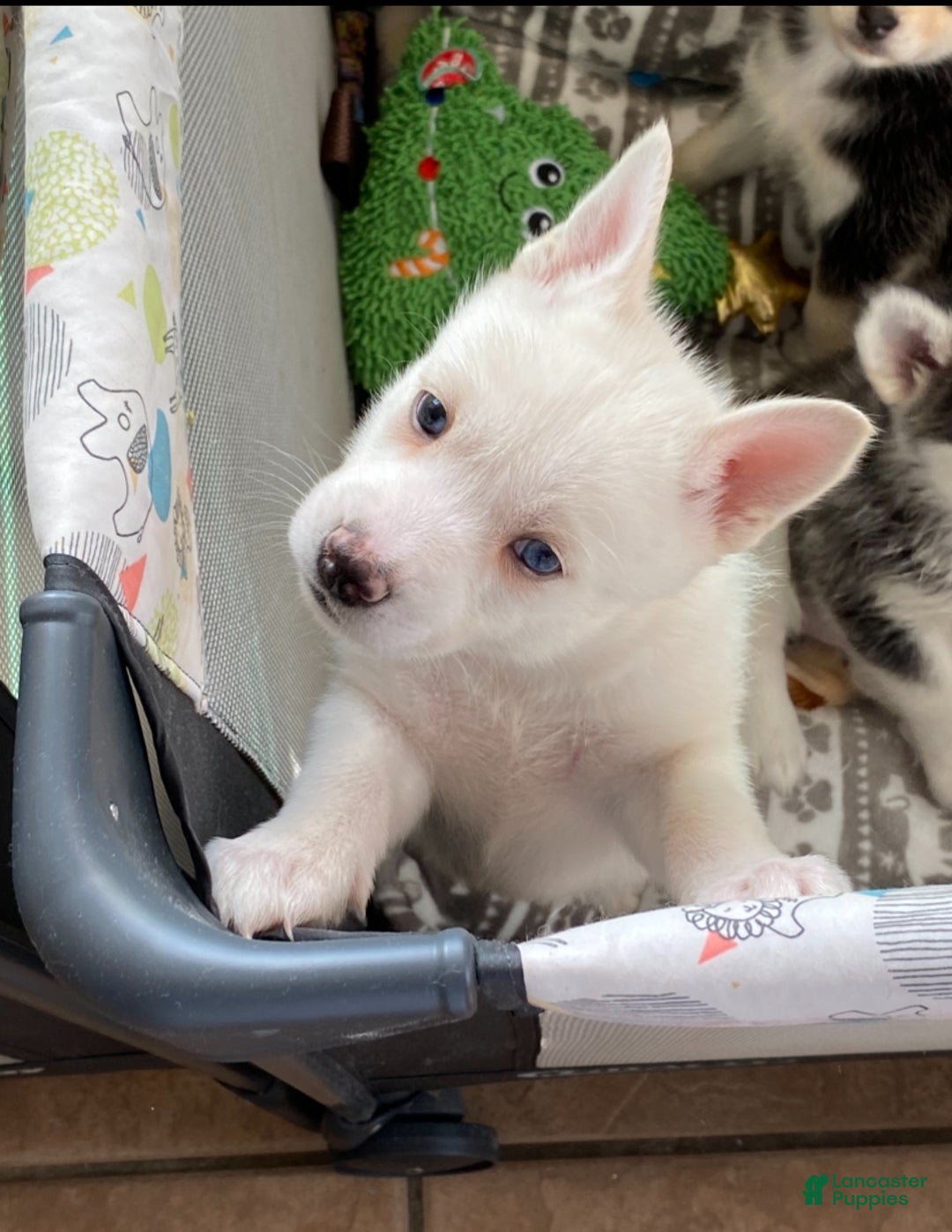 Pomsky dogs for sale: Bashful  - Ad 5