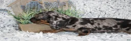 Dachshund dogs for sale: HOOCH - Ad 5