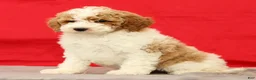 Miniature Poodle dogs for sale: Mitch - Ad 8