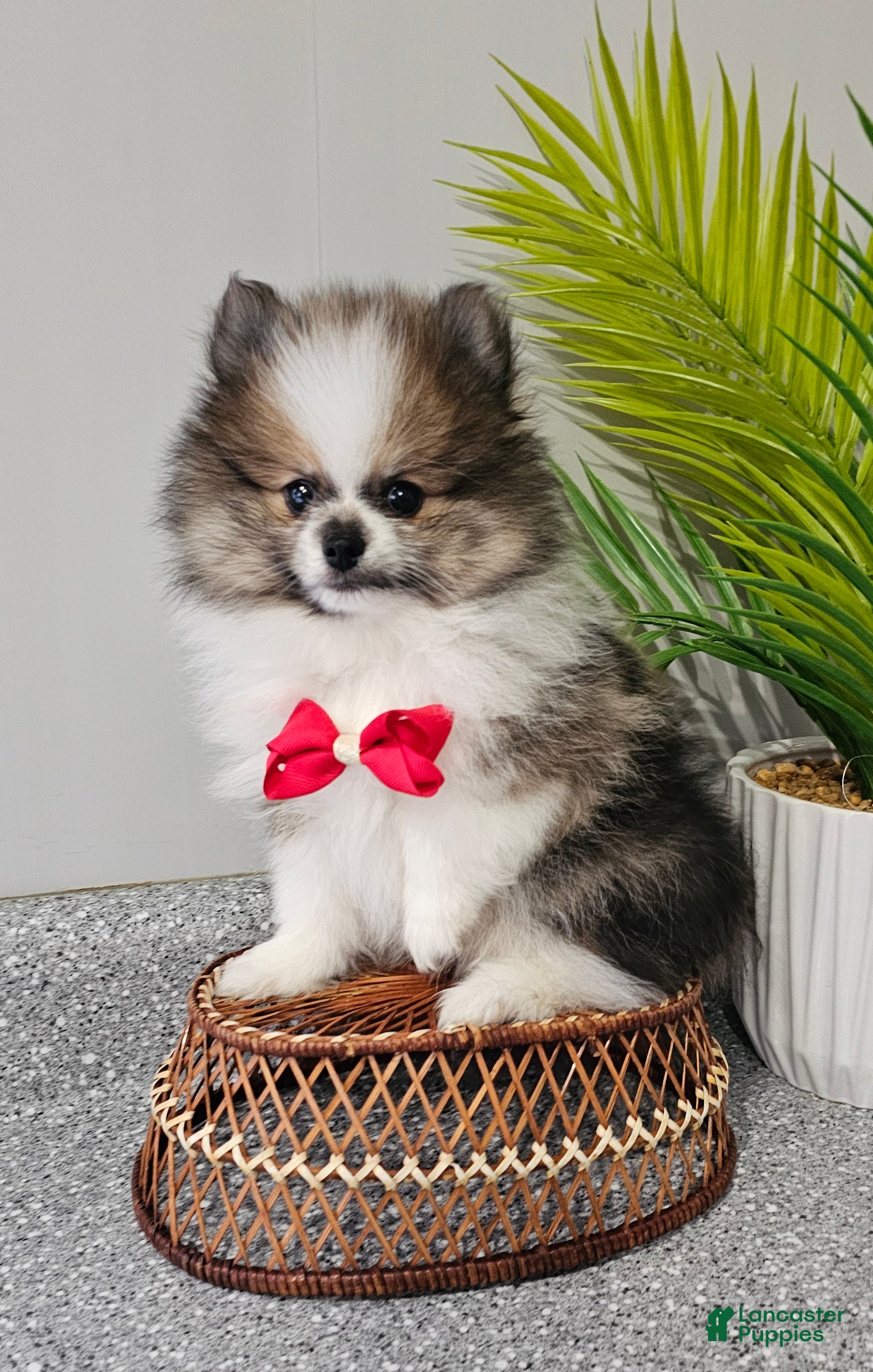 Pomeranian dogs Snickers - Ad 21