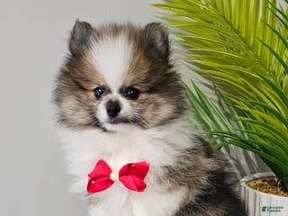 Pomeranian dogs Snickers - Ad 21