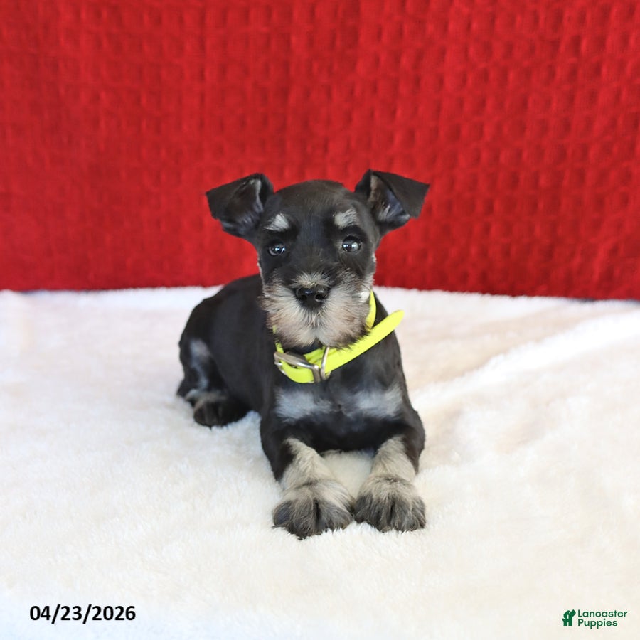 Miniature Schnauzer dogs Fidget - Ad 1