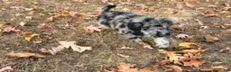Standard Poodle dogs for sale: Standard Poodle 2 - Ad 5