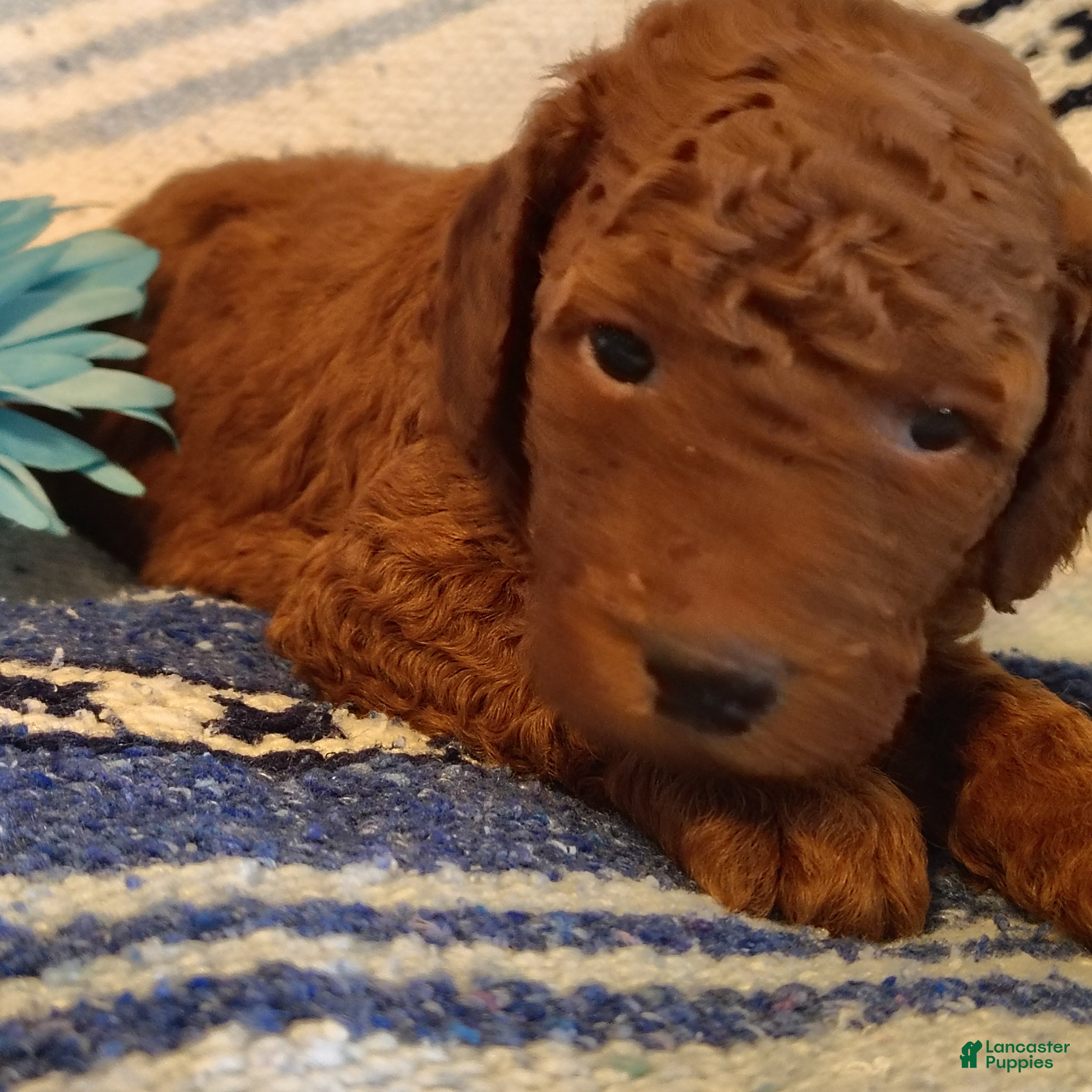 Mini Goldendoodle dogs Shnooki - Ad 2