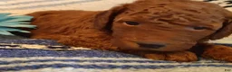 Mini Goldendoodle dogs for sale: Shnooki - Ad 2