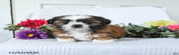Shih Tzu dogs for sale: Flower - Ad 2
