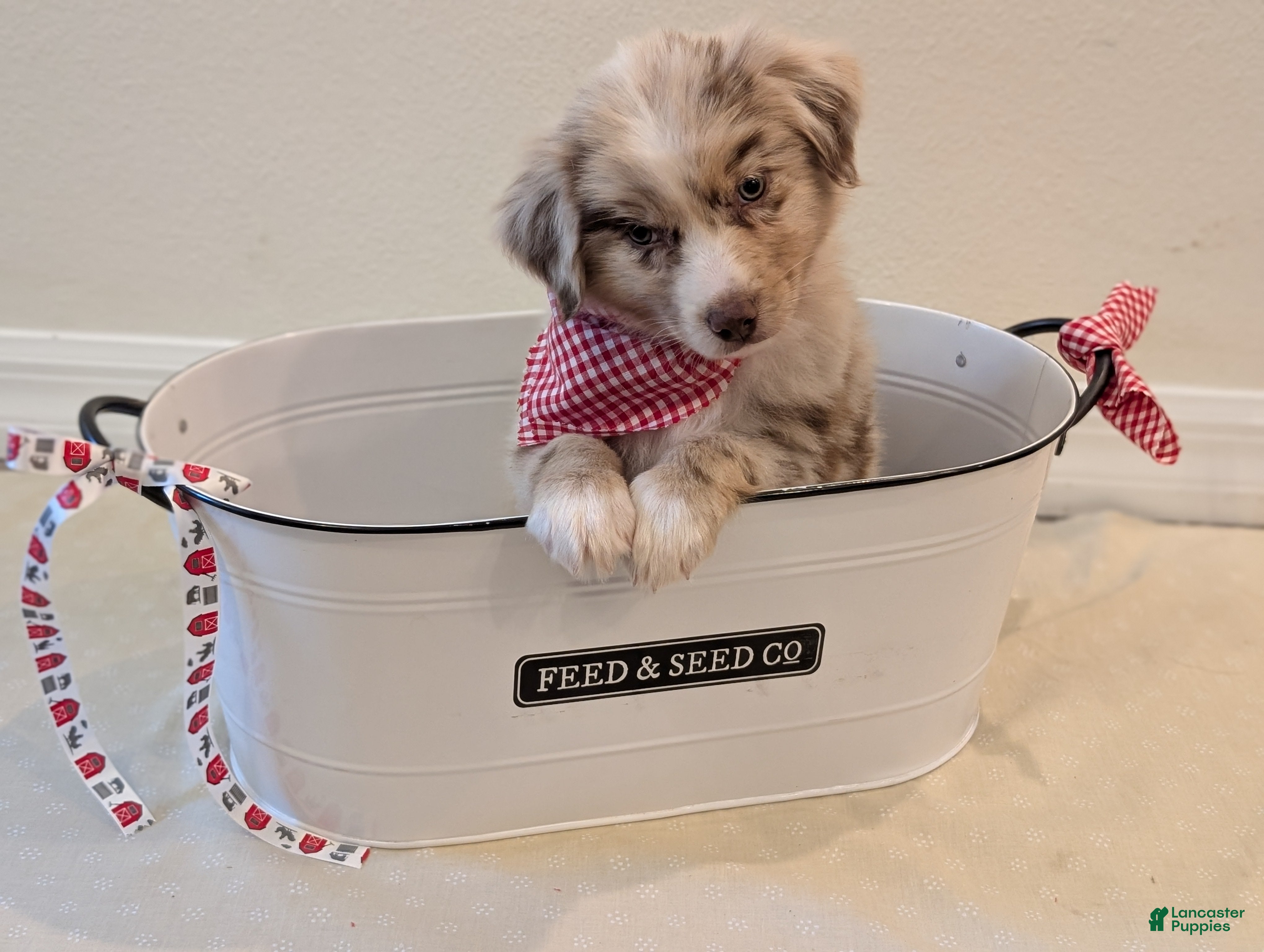 Mixed Breed dogs "Granite" - Ad 30