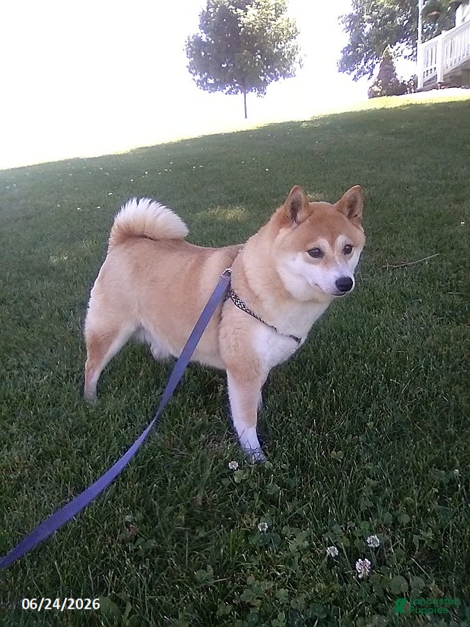 Shiba Inu dogs Michelle - Ad 1