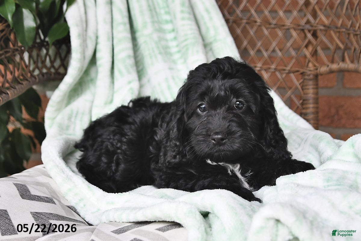 Cockapoo dogs Tina - Ad 2