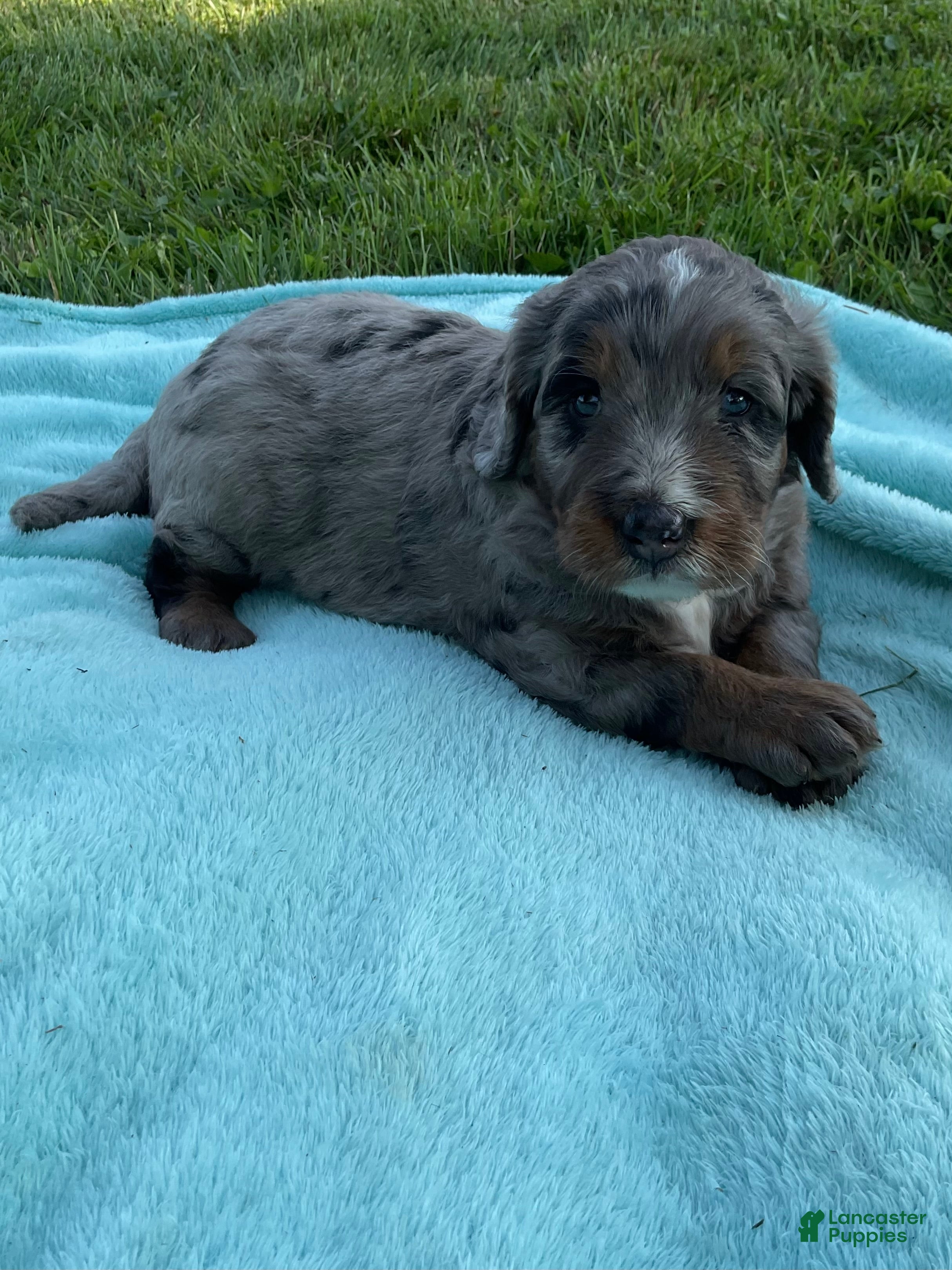 Mini Bernedoodle dogs Jaxon - Ad 1
