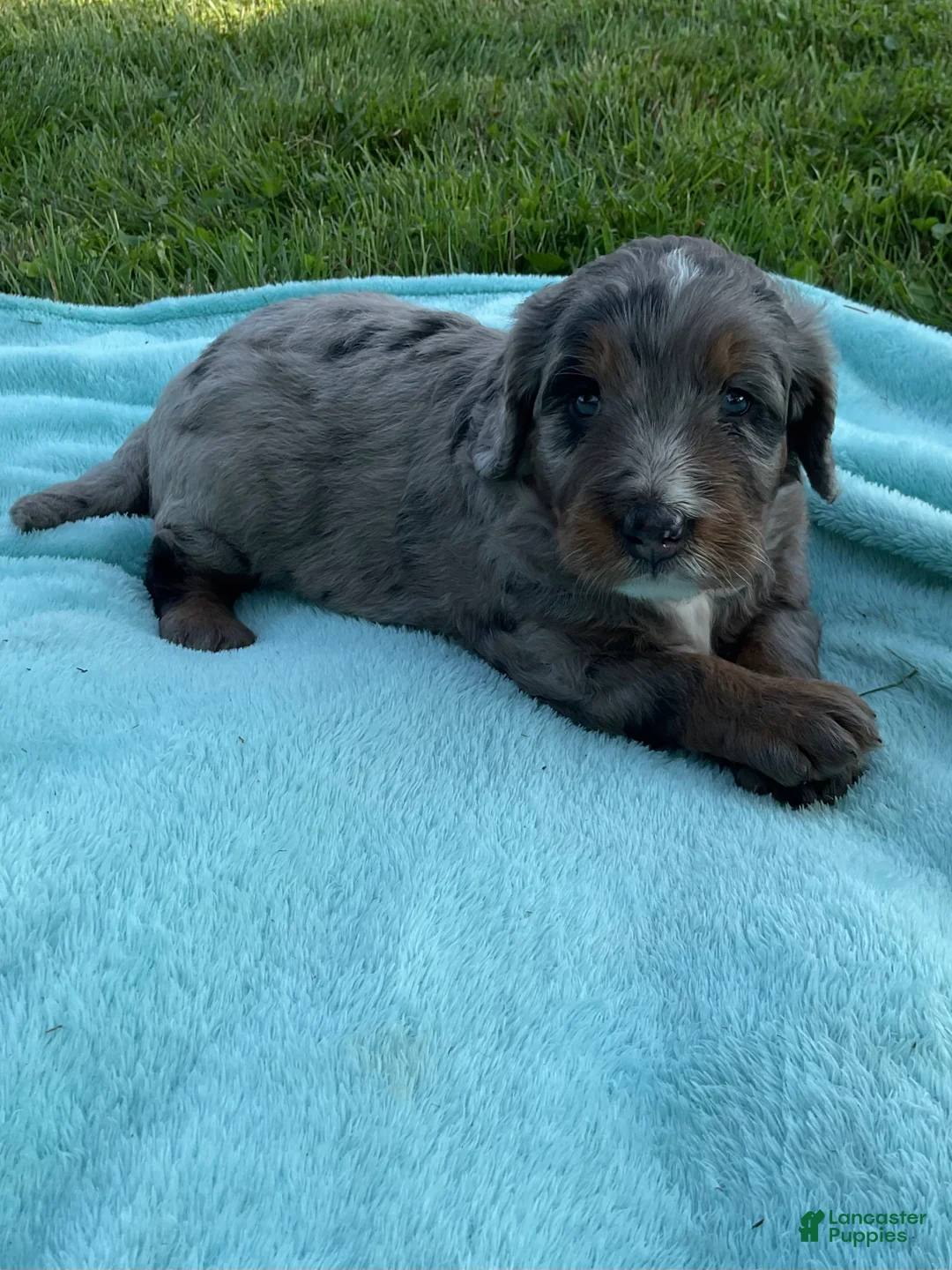 Mini Bernedoodle dogs for sale: Jaxon - Ad 1