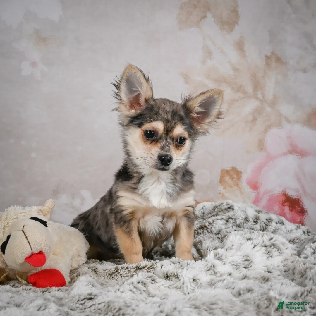 Chihuahua dogs for sale: Geronimo - Ad 2