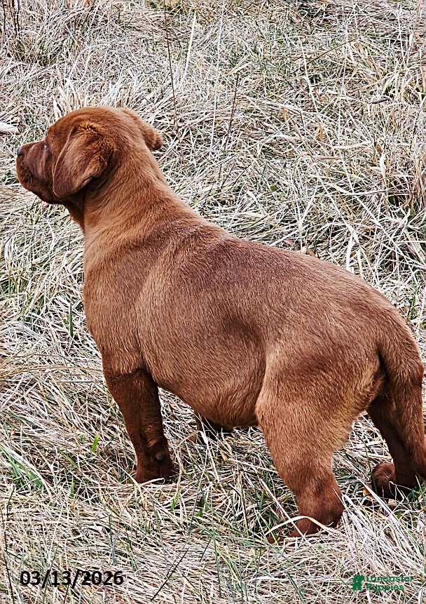 Labrador Retriever dogs Dark Fox Red Beauty - Ad 2