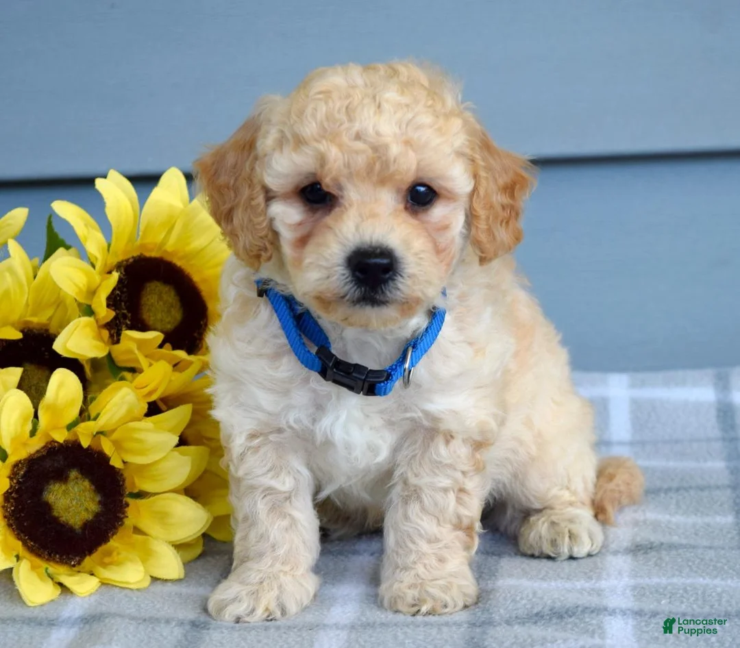 Bichpoo dogs for sale: Sammy - Ad 2
