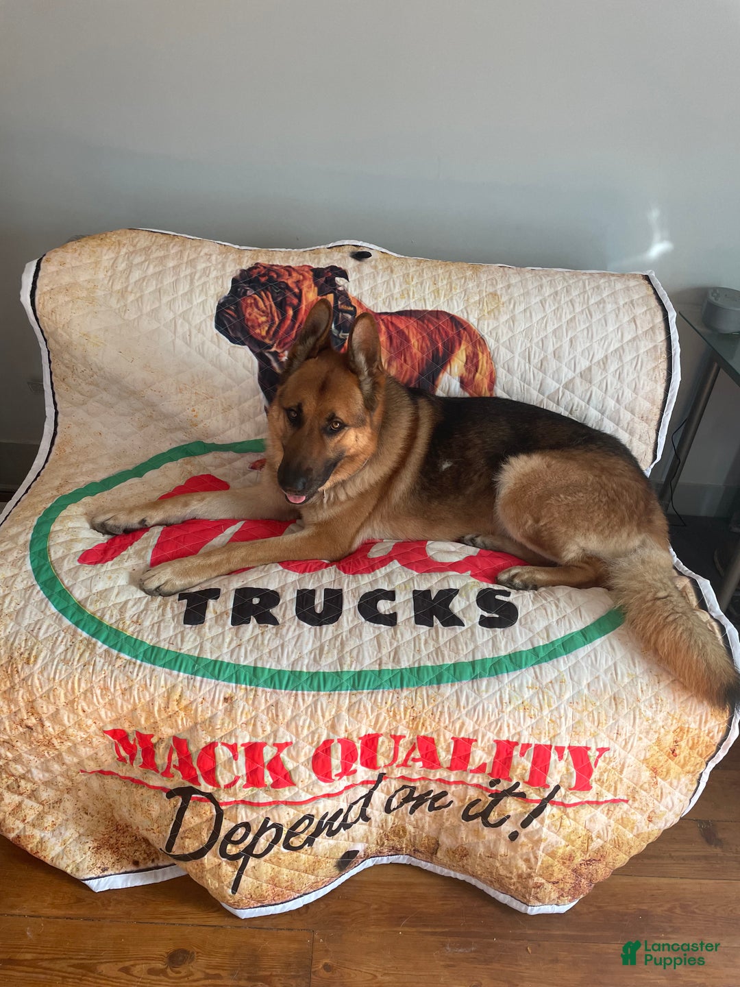 German Shepherd dogs for stud: Riley - Ad 3