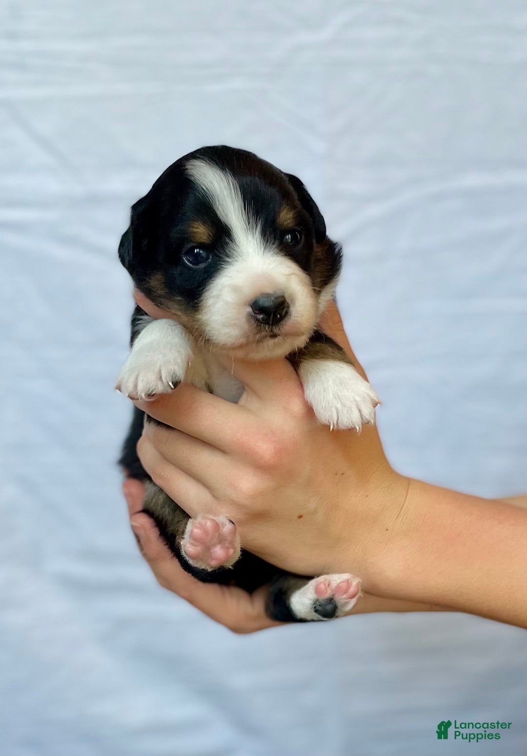 Australian Shepherd dogs for sale: Chance - Ad 13
