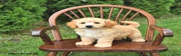Mini Goldendoodle dogs for sale: Kaci - Ad 2