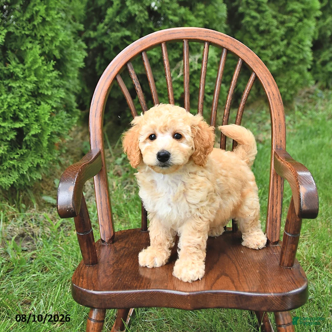 Mini Goldendoodle dogs for sale: Kaci - Ad 2