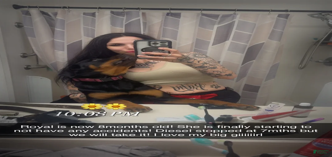 Gallery Image {{count}}