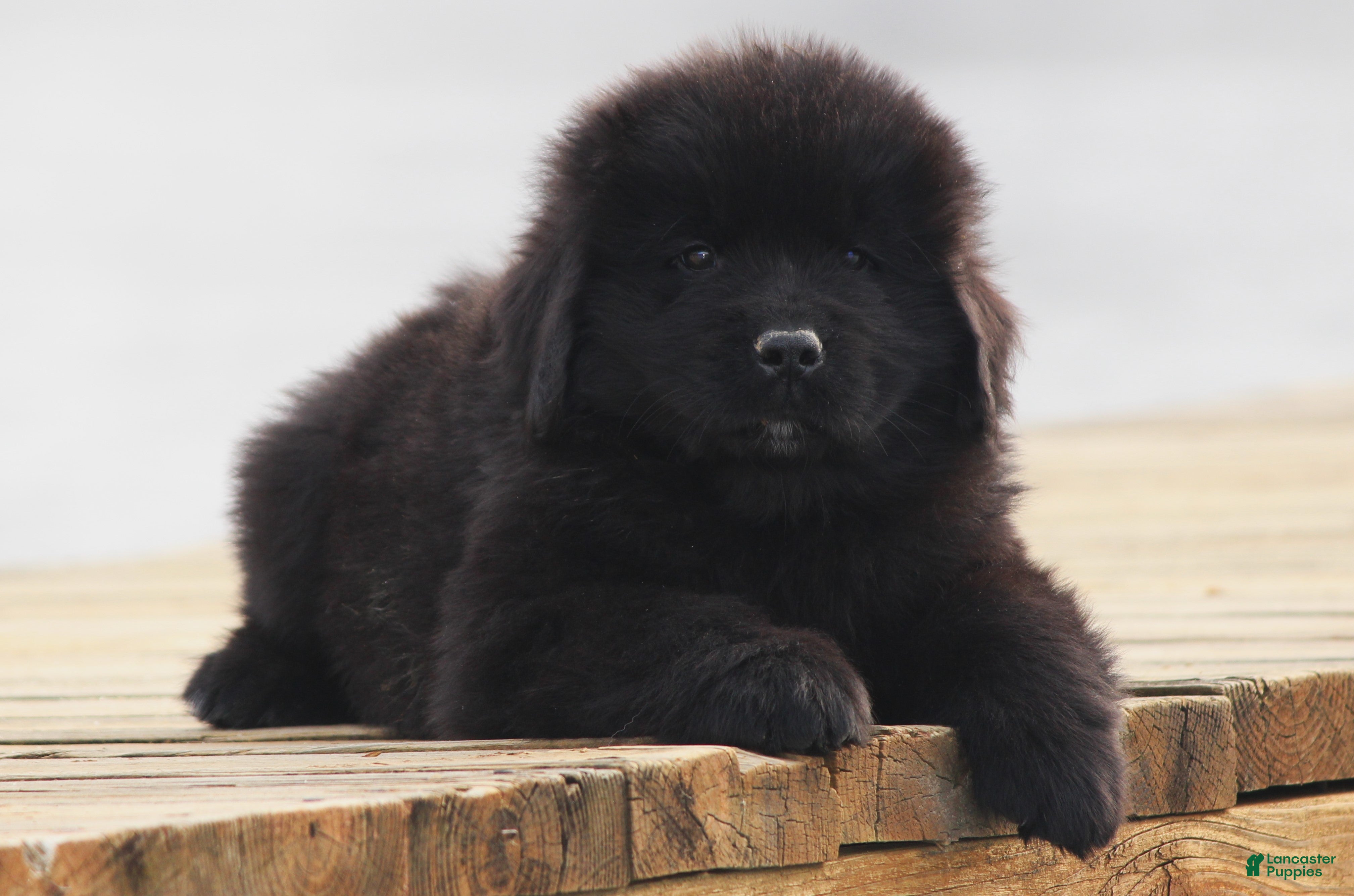 Newfoundland dogs Pax - Ad 21