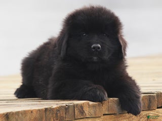 Newfoundland dogs Pax - Ad 21