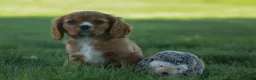 Cavalier King Charles Spaniel dogs for sale: Fletcher 🐶💙 - Ad 14