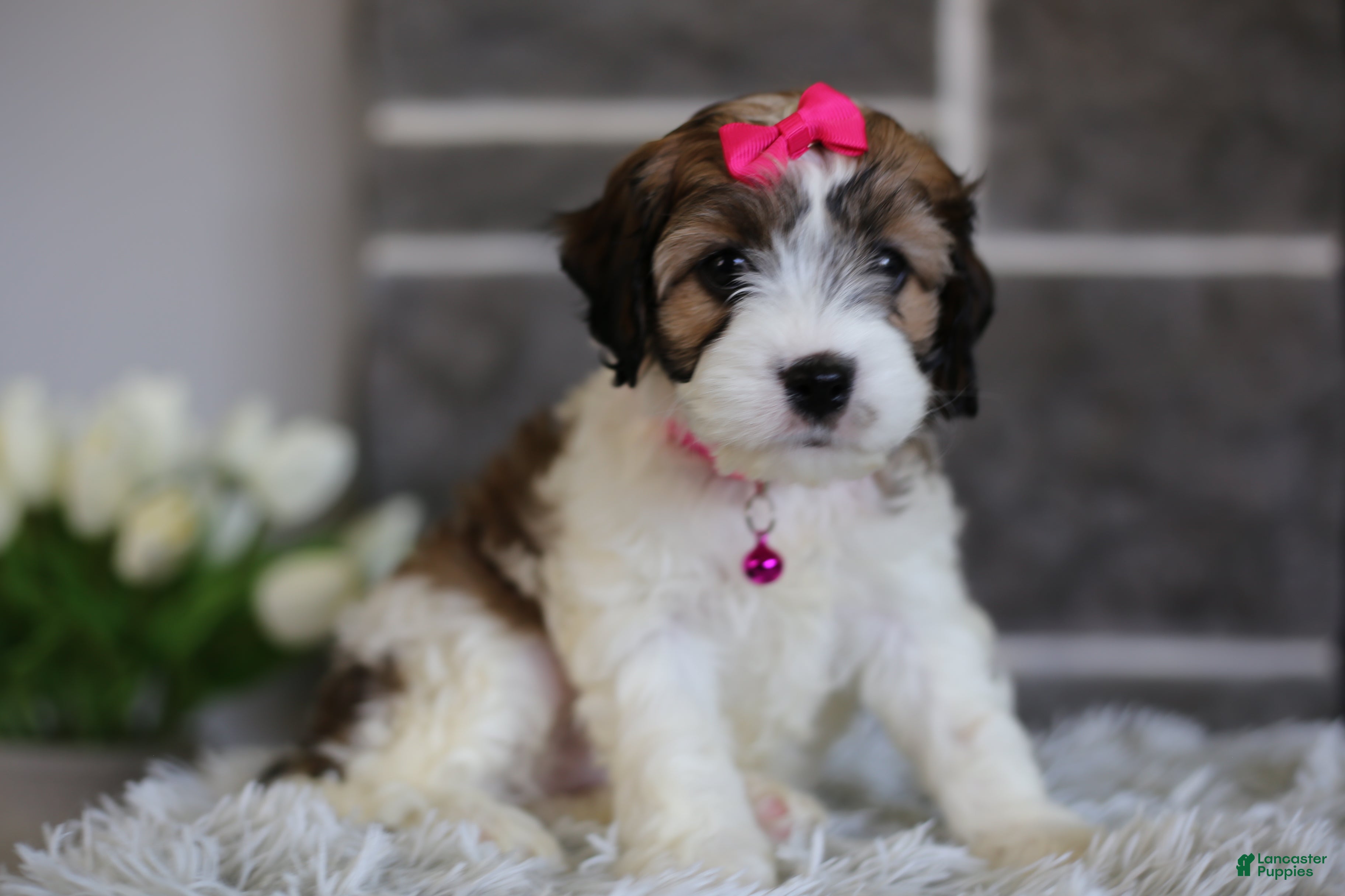 Cavapoo dogs Ember  - Ad 2