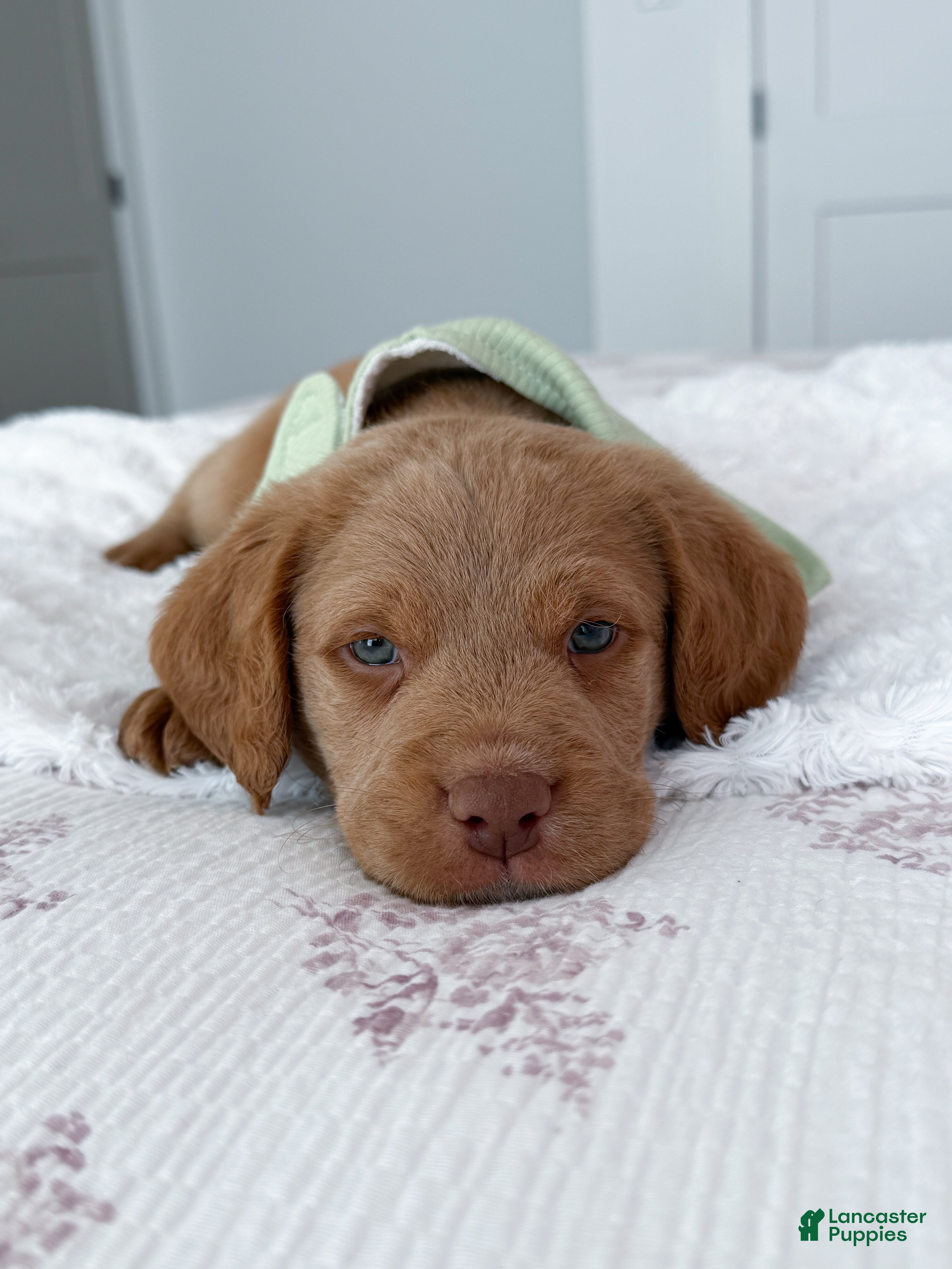 Labradoodle dogs Ollie - Ad 2