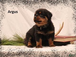 Rottweiler dogs Argus - Ad 34