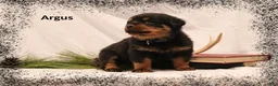 Rottweiler dogs for sale: Argus - Ad 1