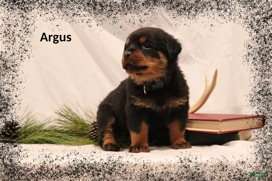 Rottweiler dogs for sale: Argus - Ad 1