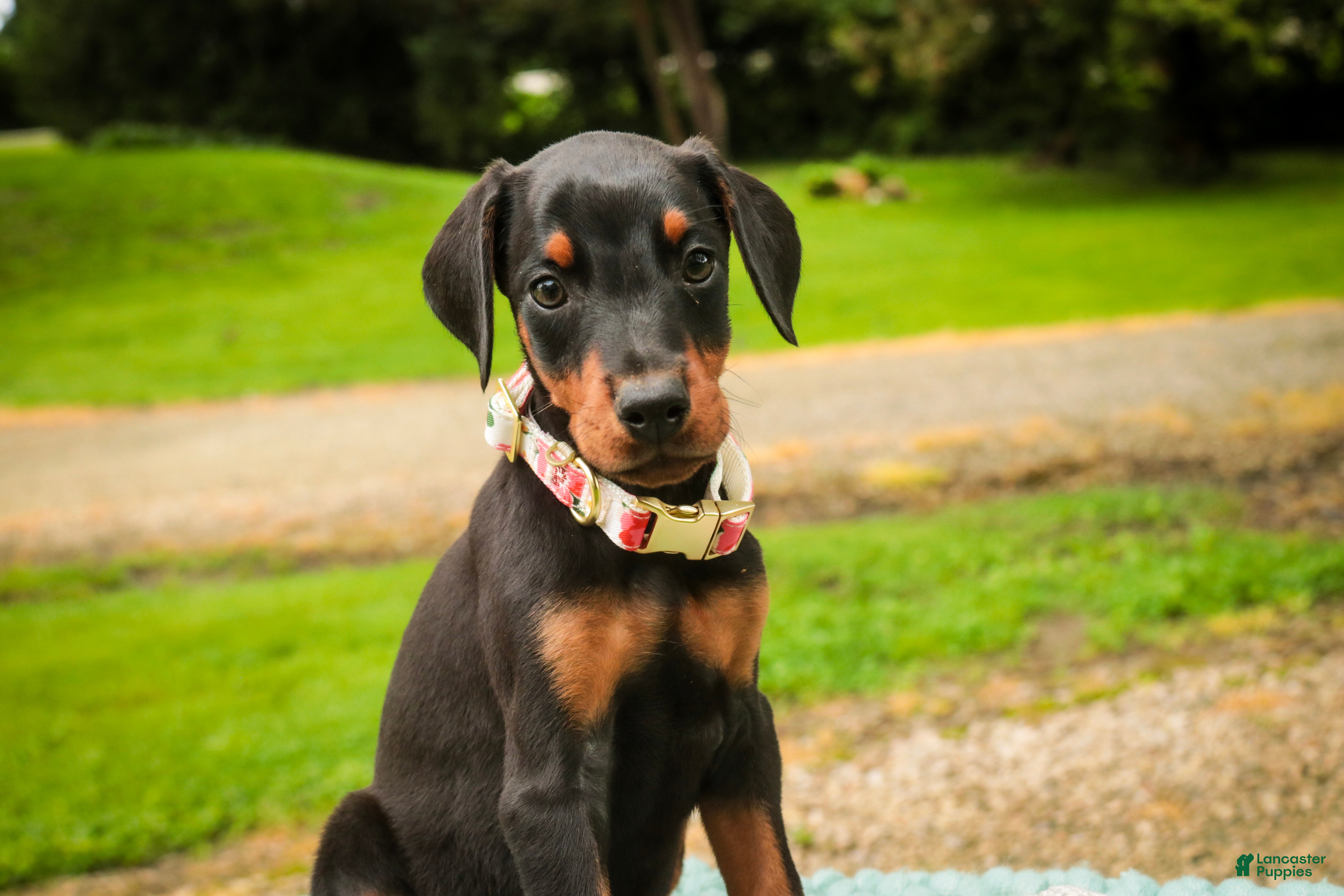 Doberman Pinscher dogs Elowen - Ad 2