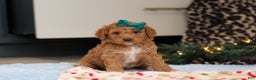 Goldendoodle dogs for sale: Flicka - Ad 7