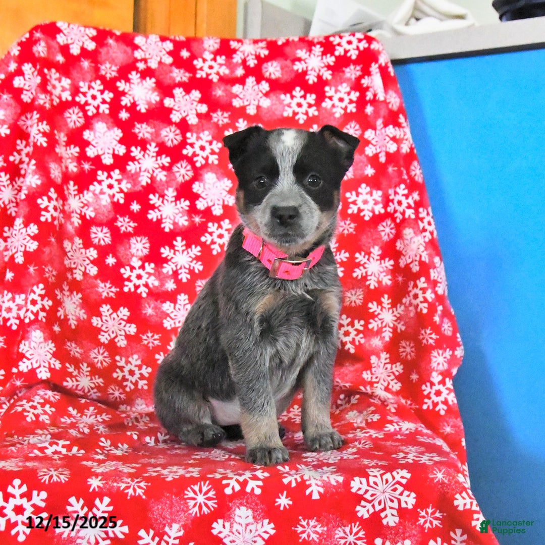 Australian Cattle Dog dogs for sale: Jelly Bean - Ad 4