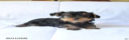 Yorkshire Terrier dogs for sale: Rosie - Ad 4